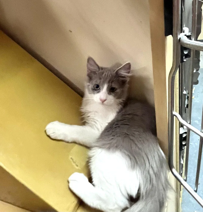A young medium-sized male Domestic Medium Hair cat named Harlow for adoption in Scottsdale, AZ