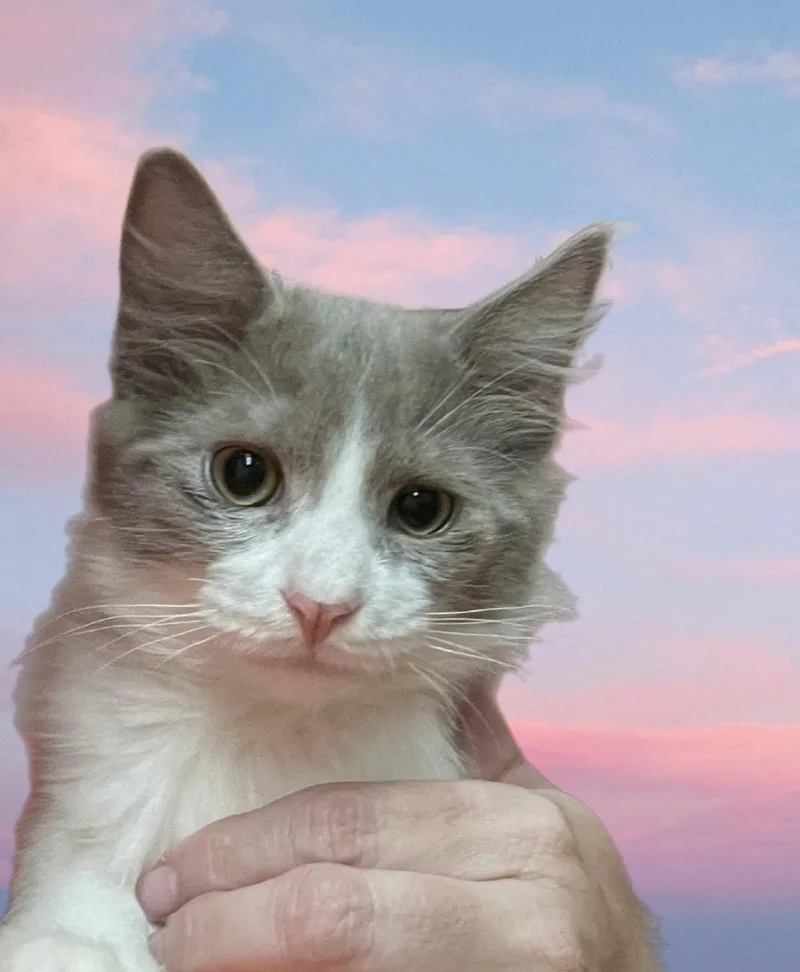 Harlow thumbnail 3
