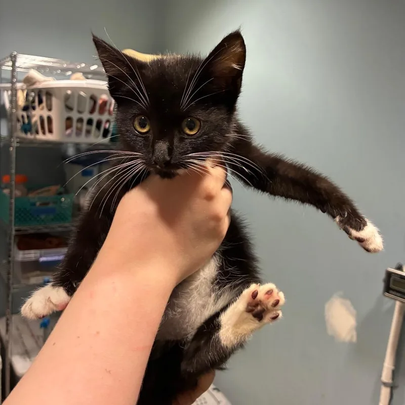 A baby small-sized male Black Domestic Short Hair cat named Jay for adoption in Chattanooga, TN