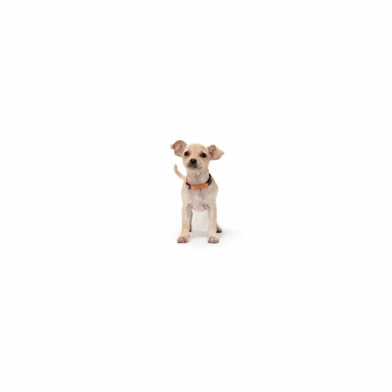 A baby small-sized female Yellow / Tan / Blond / Fawn Chihuahua dog named Coral for adoption in Playa Vista, CA