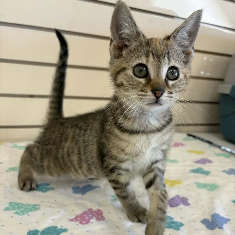 A baby medium-sized female Domestic Short Hair cat named Soni for adoption in Candler, NC