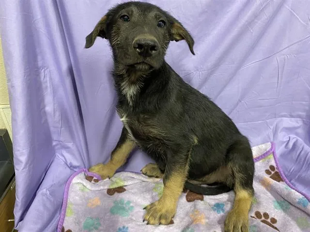 A baby small-sized male German Shepherd Dog dog named A for adoption in Modesto, CA