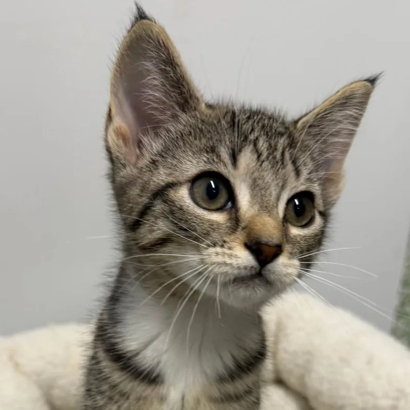 A baby small-sized female Brown / Chocolate Domestic Short Hair cat named Jasmine for adoption in Calverton, NY