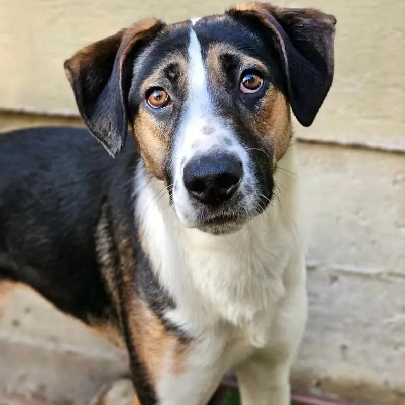 A young large-sized male Shepherd dog named Stanley for adoption in Chicago, IL