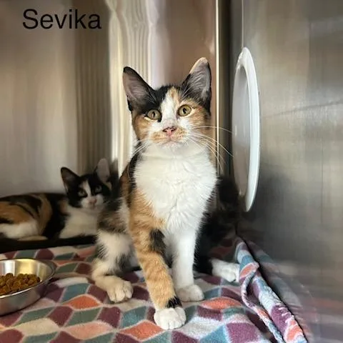 Sevika