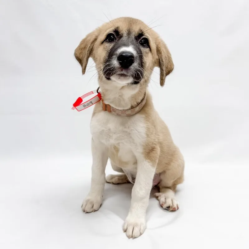 A baby small-sized female Great Pyrenees dog named Poppy for adoption in Parker, CO