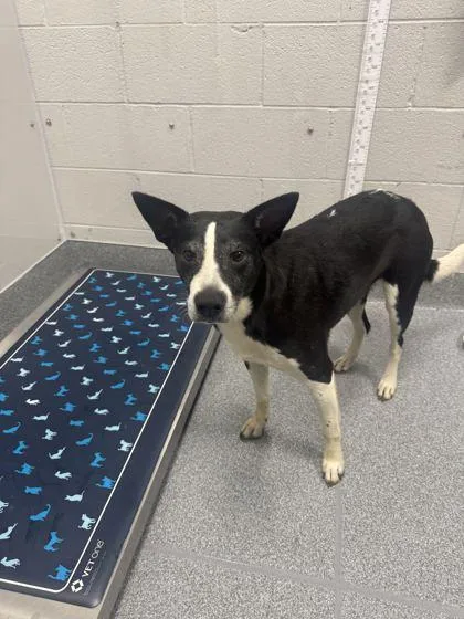A senior medium-sized female Mixed Breed dog named Pawlene for adoption in Sevierville, TN