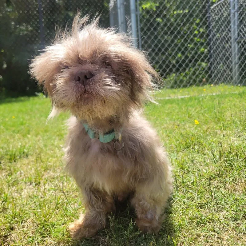 A senior small-sized male Yellow / Tan / Blond / Fawn Shih Tzu dog named Otis for adoption in Cabot, AR