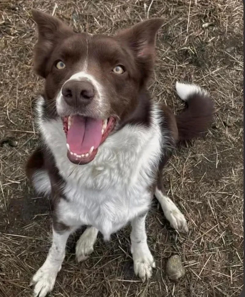An adult medium-sized female Border Collie dog named Shyla for adoption in Billings, MT