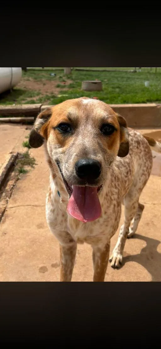 A young large-sized male English Coonhound dog named Tobey for adoption in TULSA, OK
