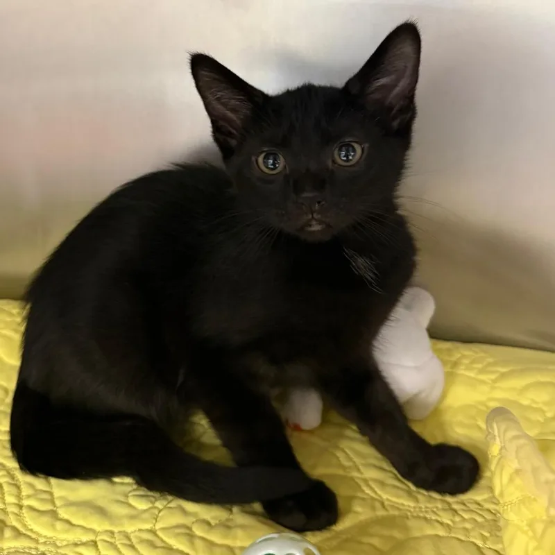 A baby small-sized male Domestic Short Hair cat named Loki for adoption in West Palm Beach, FL