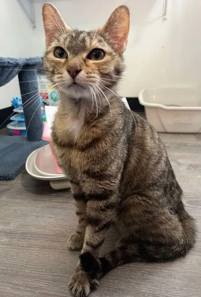 A young medium-sized female Domestic Short Hair cat named Melody for adoption in McPherson, KS