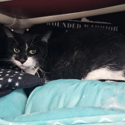 An adult small-sized female Domestic Short Hair cat named Celine for adoption in Scotia, NY