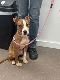 A baby medium-sized female Pit Bull Terrier dog named Casey for adoption in South Bend, IN