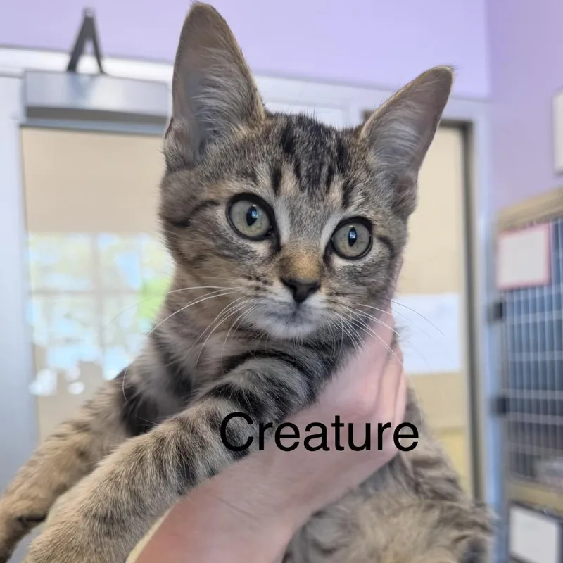 A baby small-sized female Black Domestic Short Hair cat named Creature for adoption in Madisonville, TN
