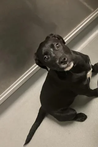 A young small-sized female Labrador Retriever dog named A for adoption in Ontario, CA