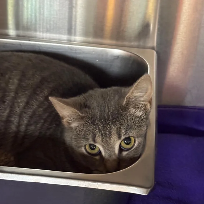 A baby small-sized female Gray / Blue / Silver Domestic Short Hair cat named Merlin for adoption in Shinnston, WV