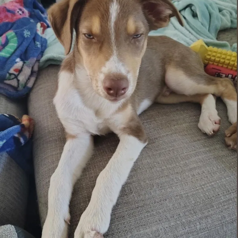 A baby medium-sized male Australian Shepherd dog named Truman for adoption in Pensacola, FL