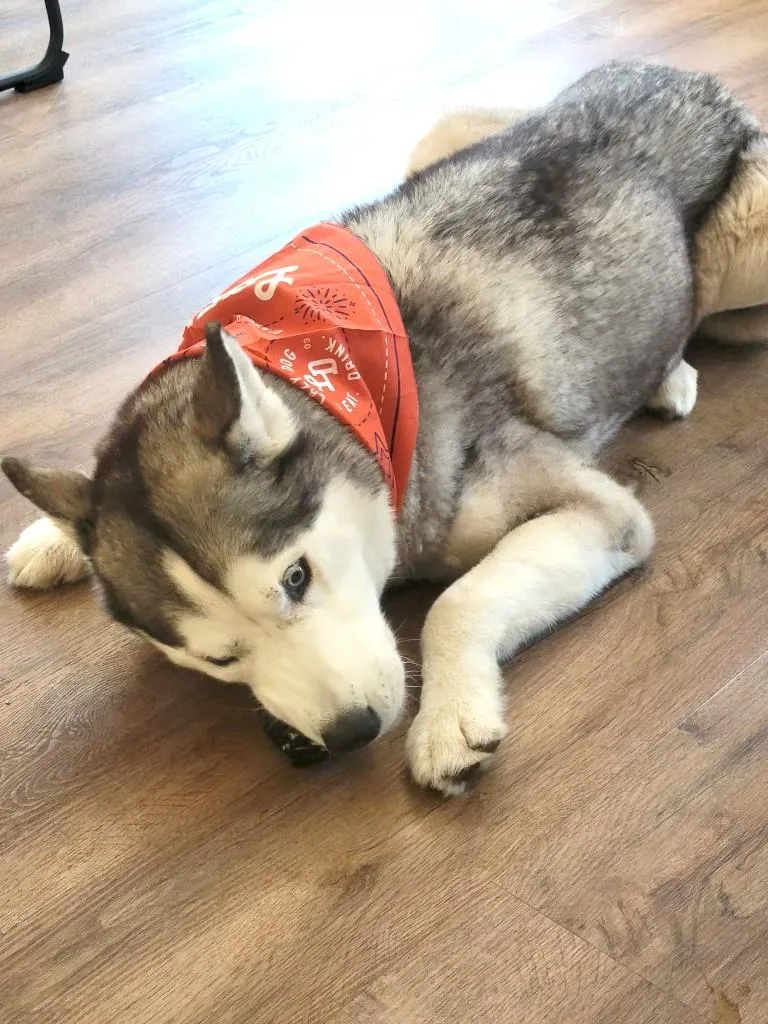 A senior medium-sized female White / Cream Siberian Husky dog named Tarrah for adoption in Studio City, CA
