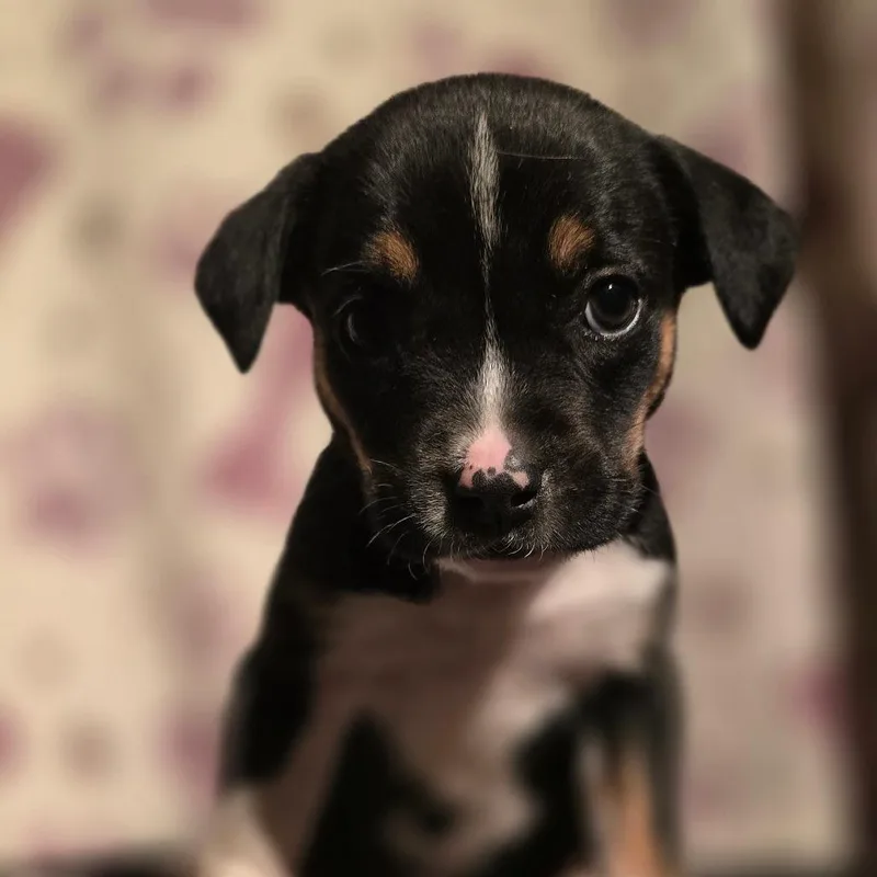A baby medium-sized female Black American Staffordshire Terrier dog named Fawn for adoption in Kissimmee, FL