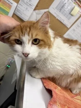 An adult medium-sized female Domestic Long Hair cat named Badonkadonk for adoption in Lowell, MA