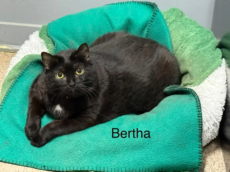 Bertha