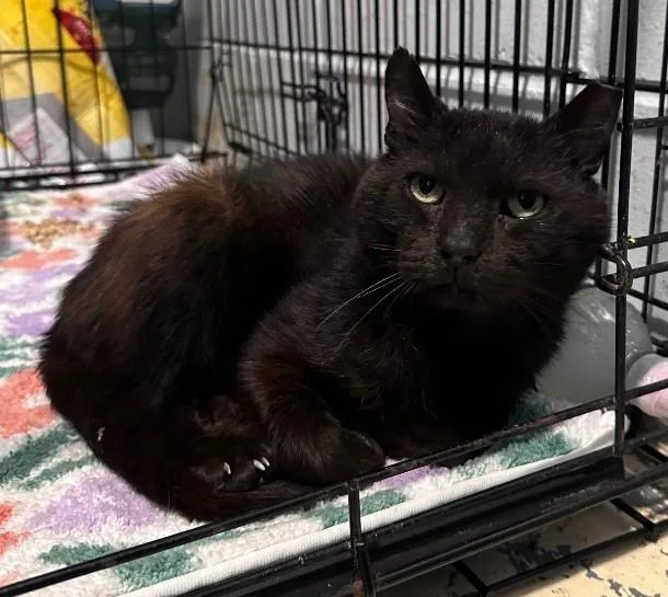 A senior large-sized male Black Domestic Short Hair cat named Vlad for adoption in East Northport, NY