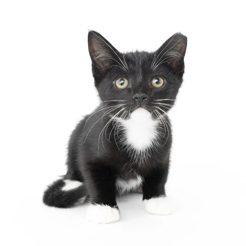 Mr. Whiskers