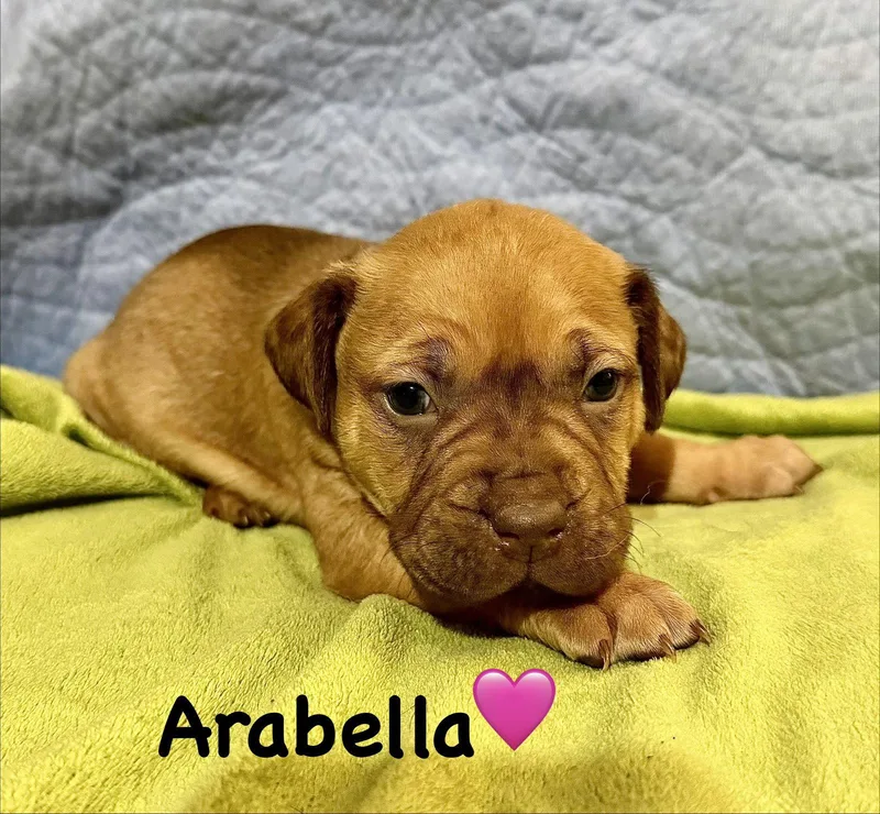 A baby medium-sized female Staffordshire Bull Terrier dog named Arabella Belles & Beau for adoption in Holly Springs, NC