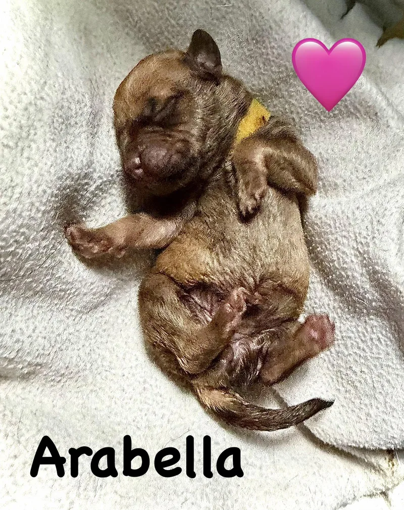 Arabella Belles & Beau thumbnail 3