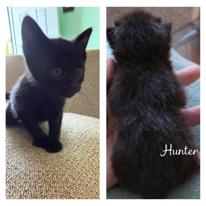 A baby small-sized male Black American Shorthair cat named Hunter for adoption in Calimesa, CA
