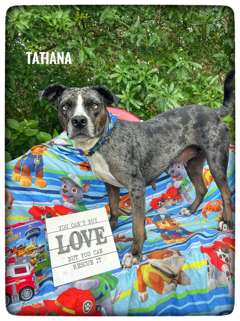 A young medium-sized female Catahoula Leopard Dog dog named Tatiana for adoption in Sebring, FL