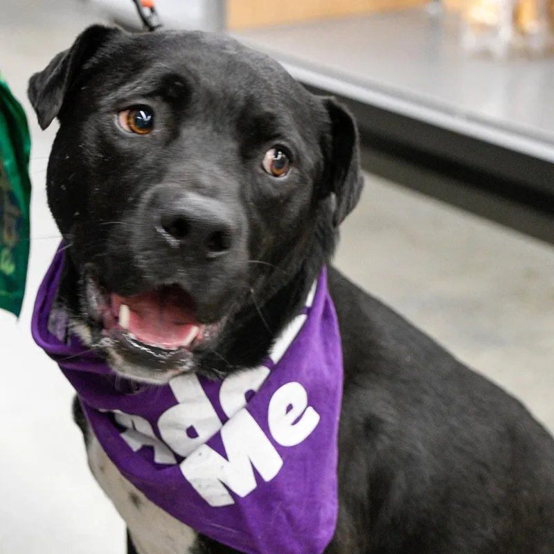 Shadow  Pups For thumbnail 3