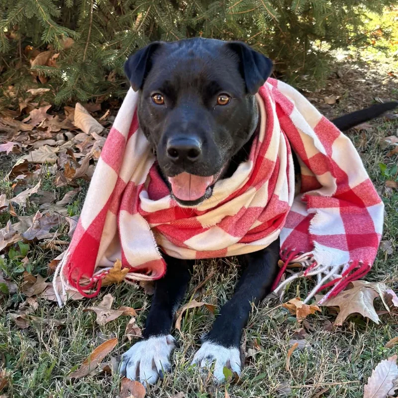 Shadow  Pups For thumbnail 4