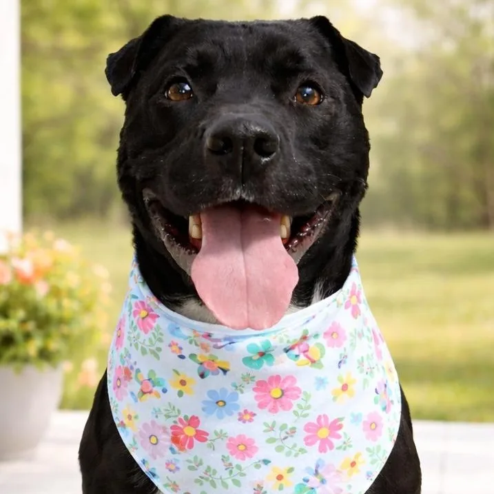 Shadow  Pups For thumbnail 5