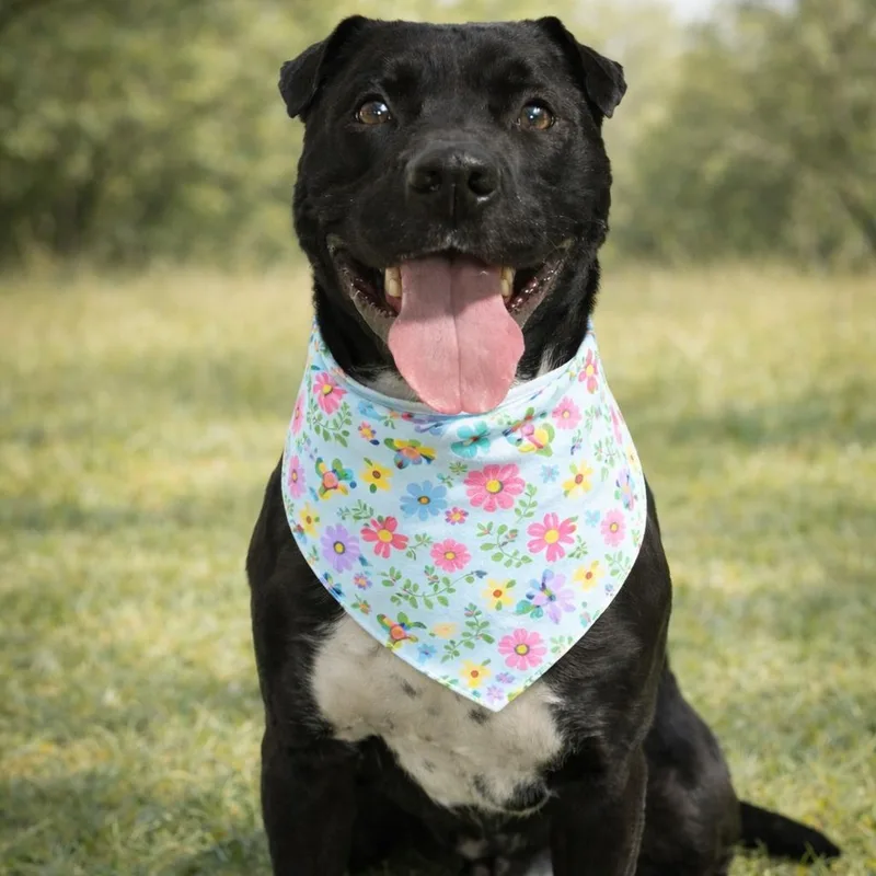 Shadow  Pups For thumbnail 6