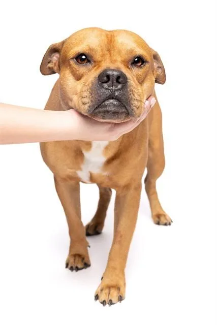 A young medium-sized male Staffordshire Bull Terrier dog named Oliver for adoption in Miami, FL