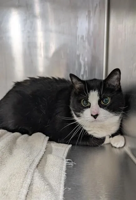 An adult medium-sized female Domestic Short Hair cat named Luna for adoption in Upper Marlboro, MD
