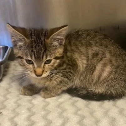 A baby small-sized female Domestic Short Hair cat named Saturn for adoption in Chehalis, WA
