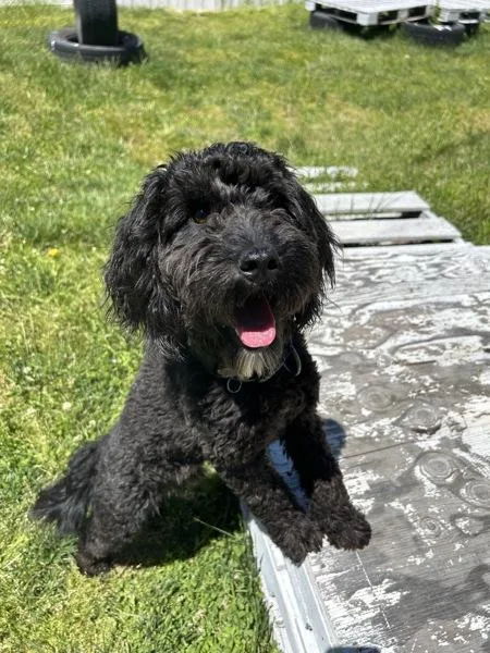 A young medium-sized male Labradoodle dog named Gucci for adoption in Osage Beach, MO