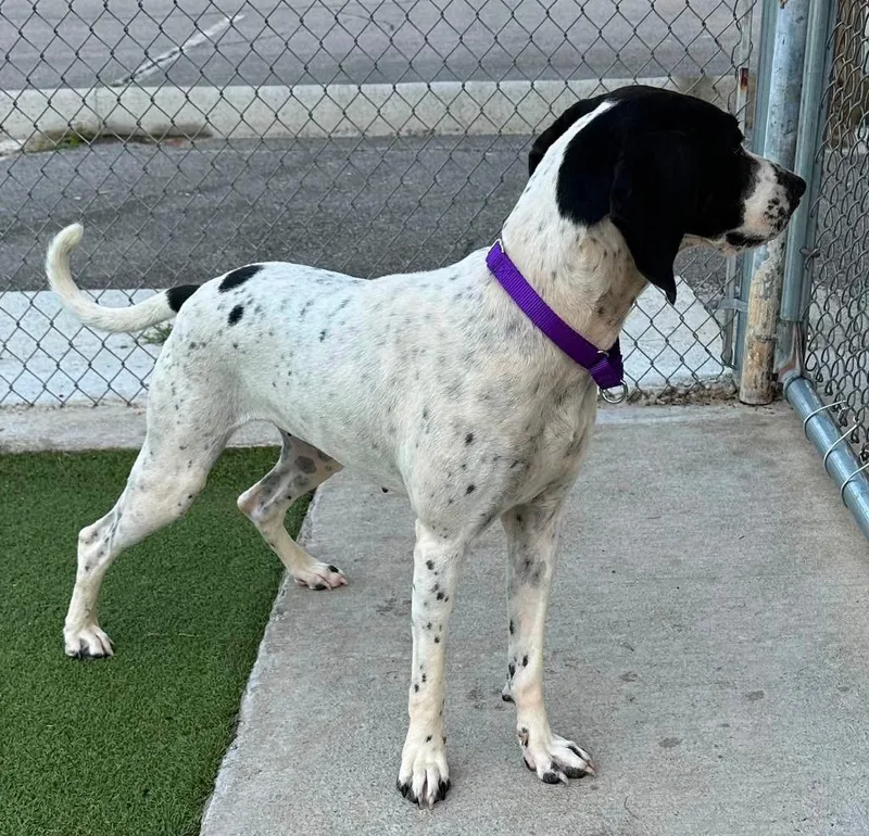 An adult medium-sized female Terrier dog named Bridie for adoption in Athens, TN