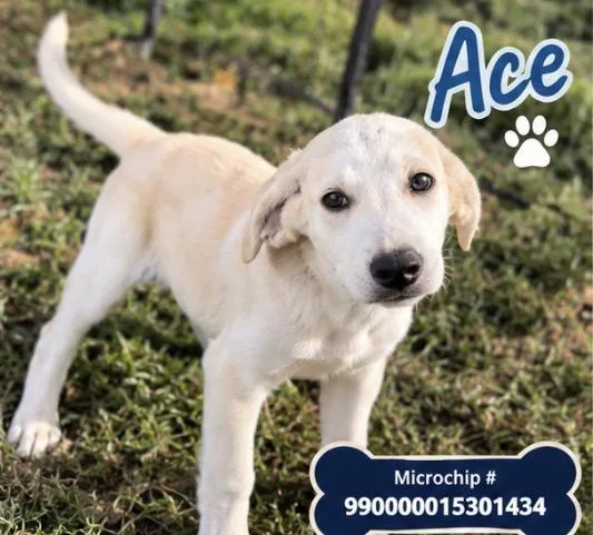 Ace