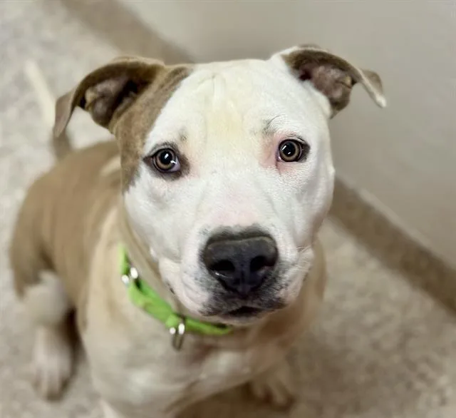 A young large-sized male Pit Bull Terrier dog named Draco for adoption in Tucson, AZ