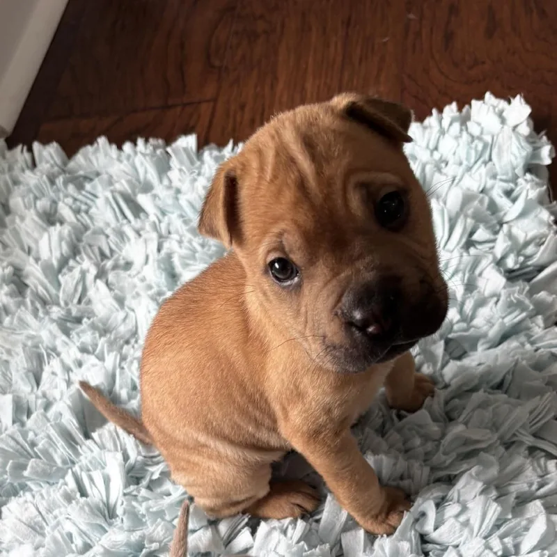 An adult small-sized female Brown / Chocolate Shar-Pei dog named Nala for adoption in Freeport, FL