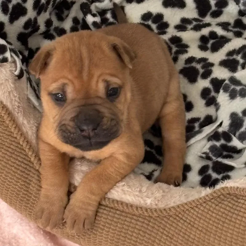 Nala thumbnail 2