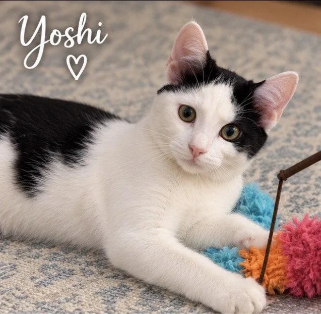 A young medium-sized male Black & White / Tuxedo Domestic Short Hair cat named Yoshi for adoption in Cuyahoga Falls, OH