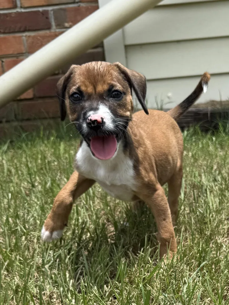 A baby medium-sized female Brown / Chocolate Terrier dog named Bindi for adoption in Seale, AL
