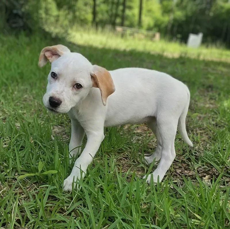 A baby medium-sized female Yellow / Tan / Blond / Fawn Labrador Retriever dog named Ella for adoption in Cleveland, TX