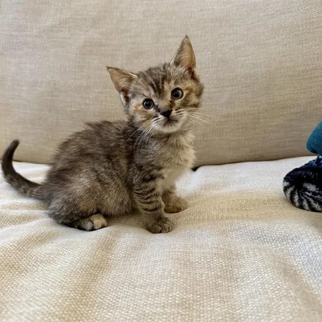A baby small-sized female Domestic Short Hair cat named Lola for adoption in Auburn, CA