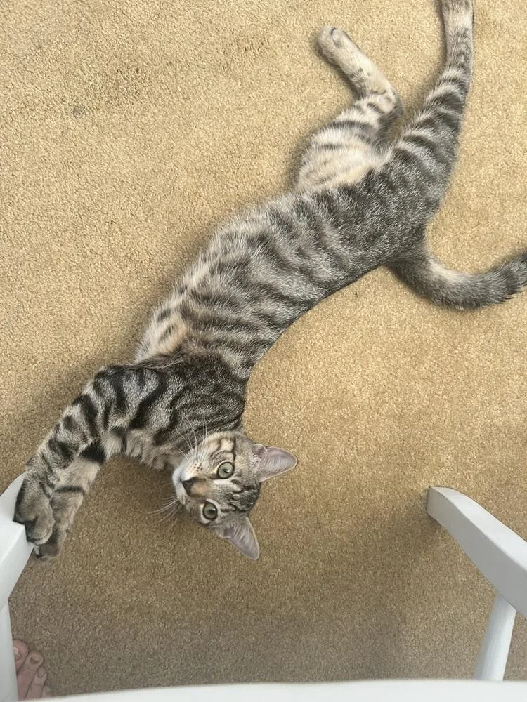 Jet